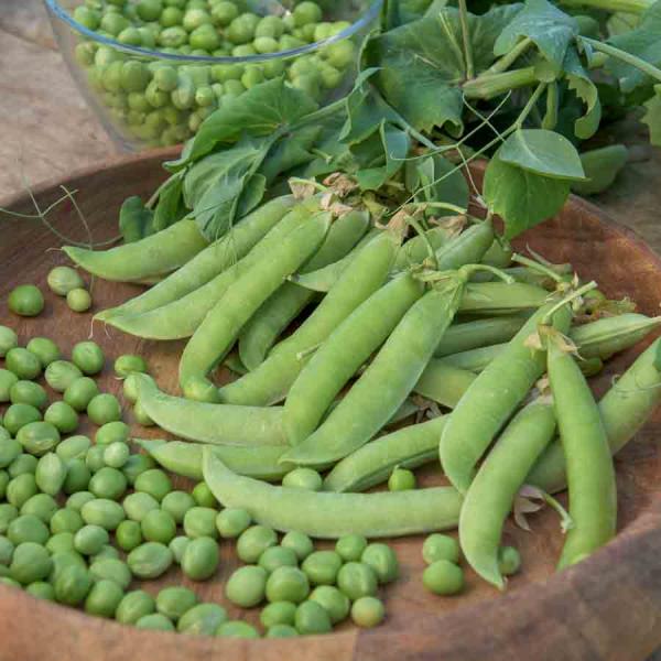 Légumes Secs - Pois Grimpant à Grain Rond Serpette Guilloteaux - 10 m - face recto